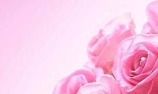 40朵玫瑰花语 40朵玫瑰花语