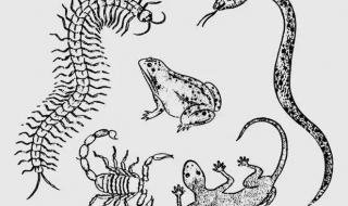 蝎子和蜈蚣谁厉害 蝎子和蜈蚣谁厉害